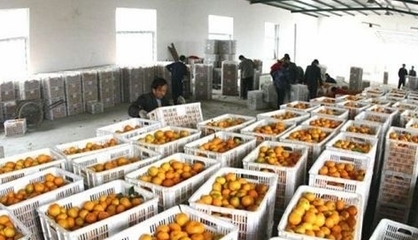 湖北丹江口市27萬多噸豐收柑橘基本銷售完畢，果農增收助力鄉村振興