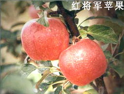 綠色健康，品質之選——泰安市國富苗木種植經銷合作社農副產品展示
